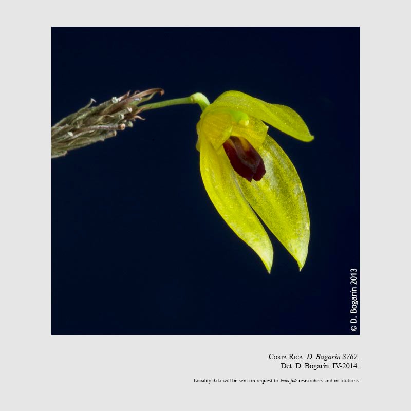Specklinia icterina